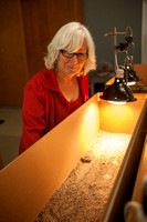 04.14 Lizard Physiology Lab- Nancy Hamlett